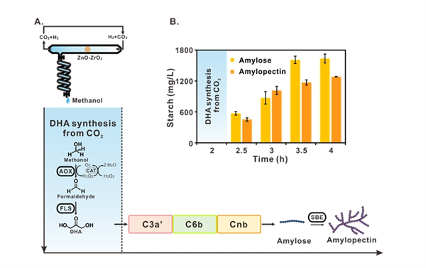 我國科學家突破人工合成淀粉技術 網(wǎng)友調(diào)侃:喝西北風成真